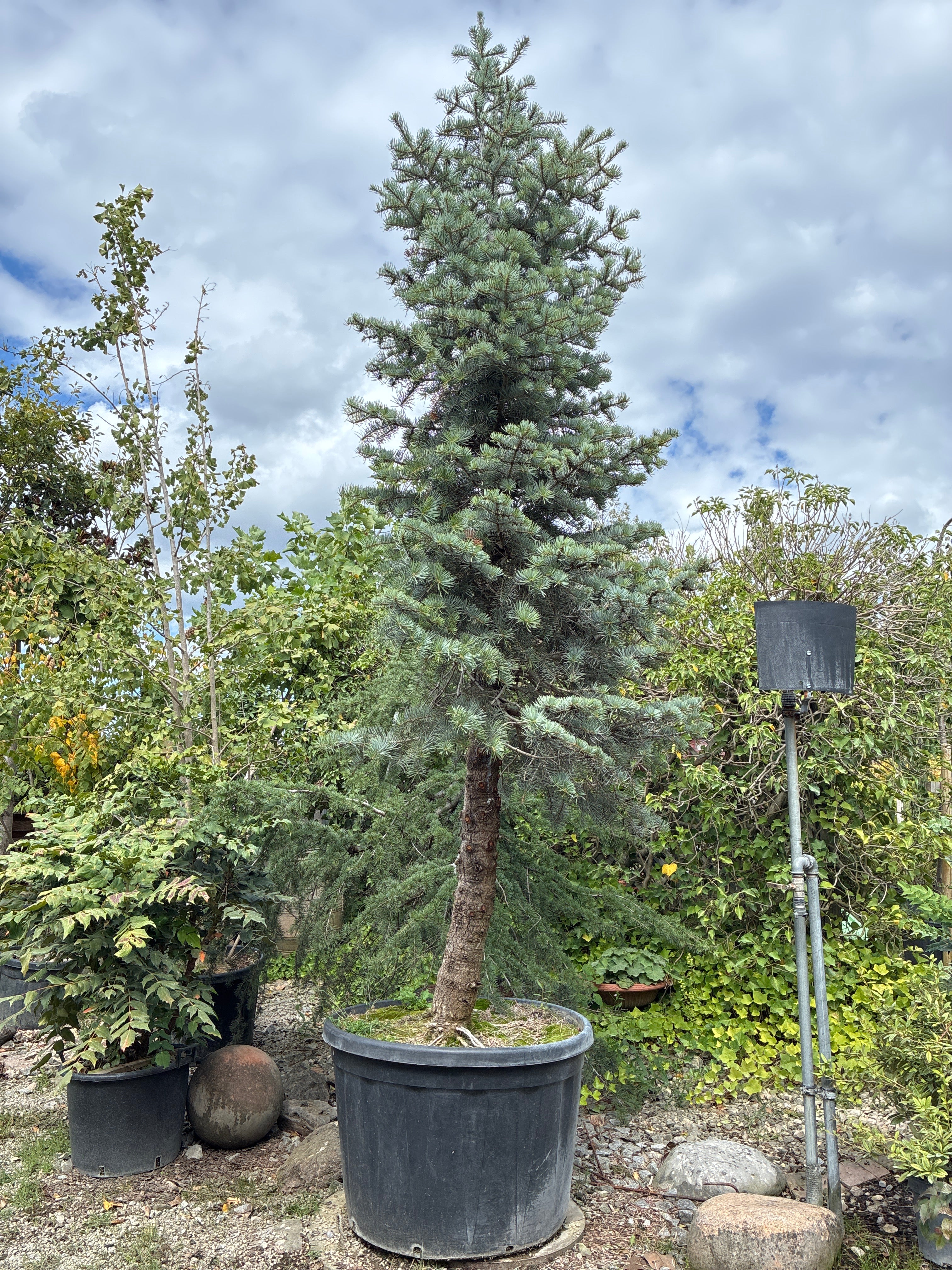 Colorado-Tanne / Abies concolor